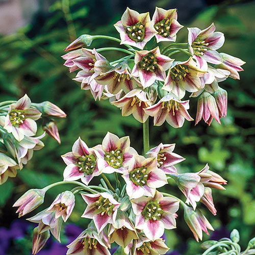 Nectaroscordum Siculum